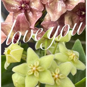 Hoya chlorantha (green or purple? lost tag) (2.5" pot)