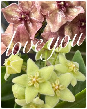 Hoya chlorantha (green or purple? lost tag) (2.5" pot)