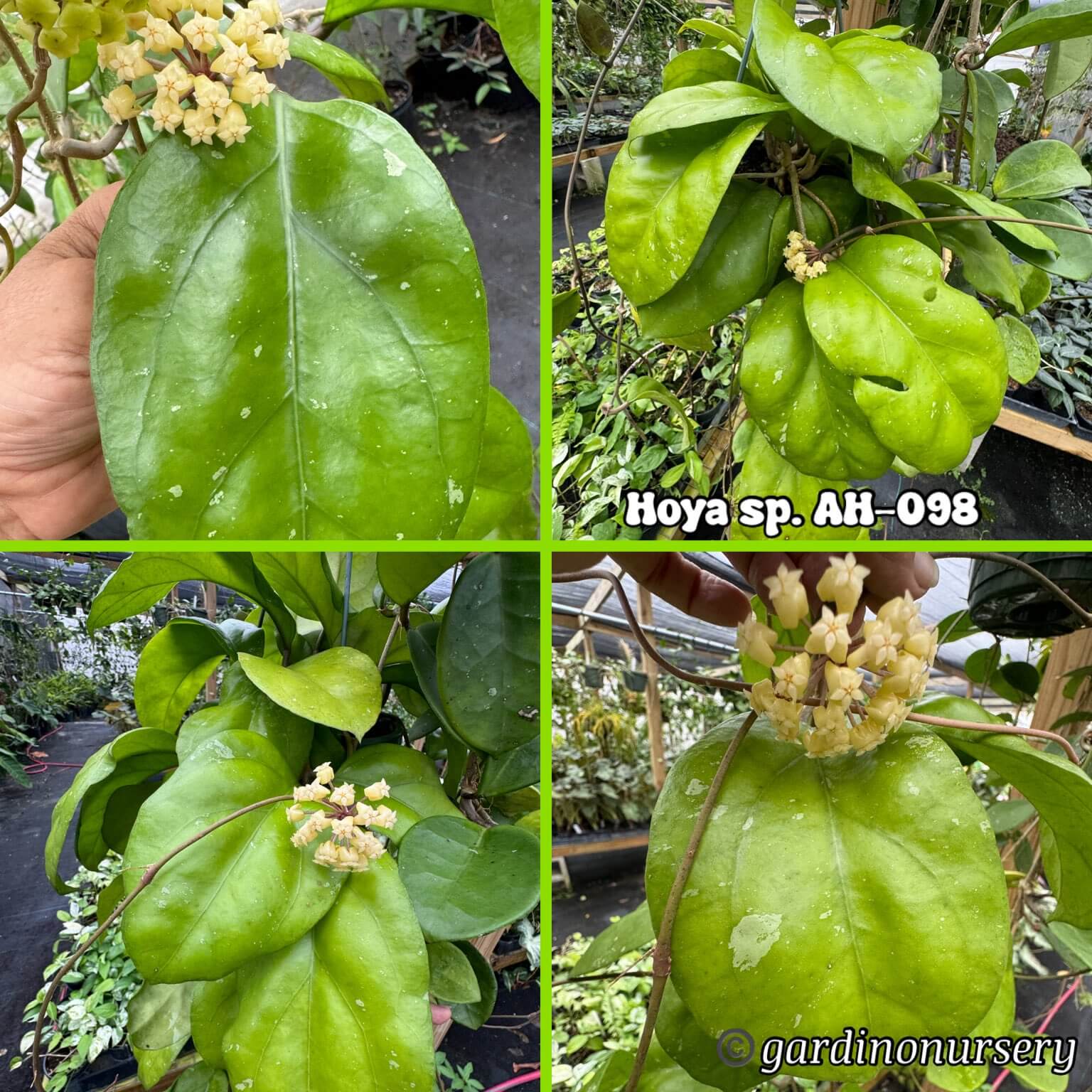Hoya AH-098 (4″ pot) – Gardino Nursery