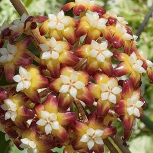 Hoya callistophylla sp. Tabalong (3" pot)