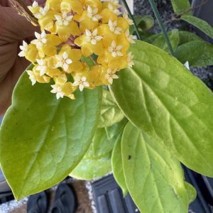 Hoya 'Golden Phoenix' GN-08 (H. ilagiorum x unknown) (3.5" pot)