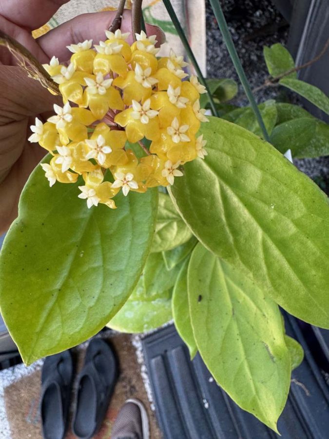 Hoya 'Golden Phoenix' GN-08 (H. ilagiorum x unknown) (3″ pot