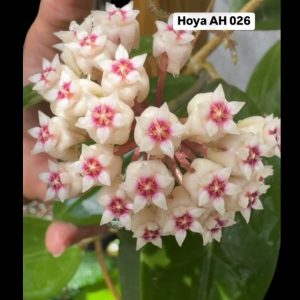 Hoya AH-026 (3.5" pot)
