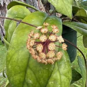 Hoya AH Evergreen (4" pot)