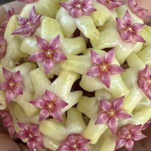 Hoya AH Helena (3" pot)