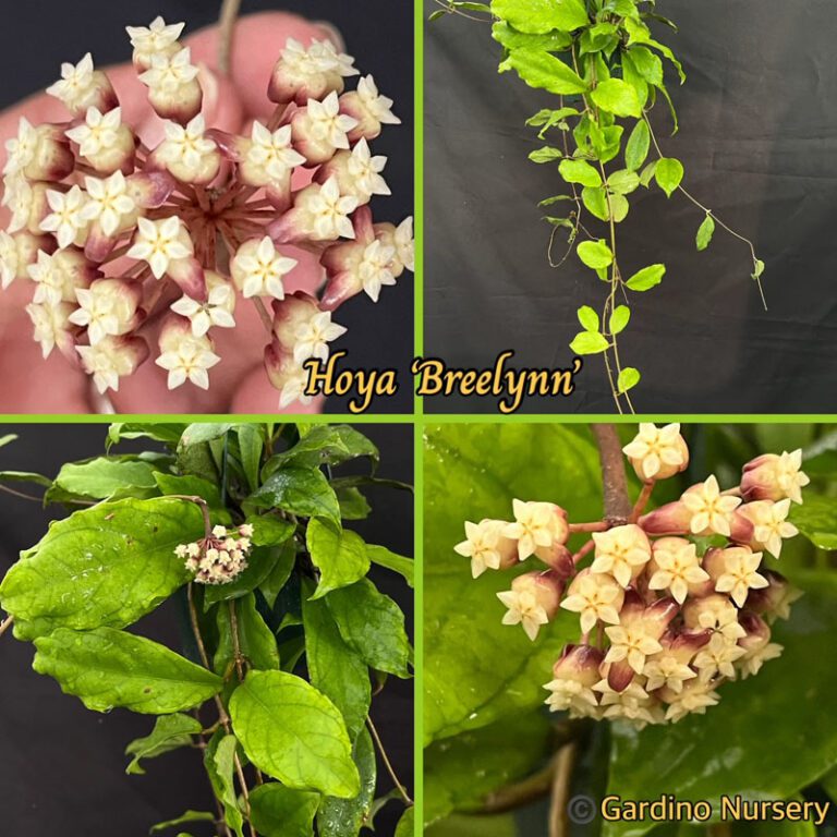 Hoya ‘Breelynn’ SMS (4″ pot) (SEEDLING) – Gardino Nursery