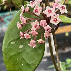 Hoya 'Brighton' (SMS) (4" pot)