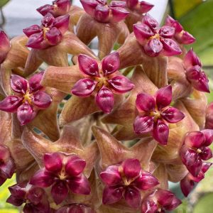 Hoya sp. (Bumi Jawa) (4" pot)