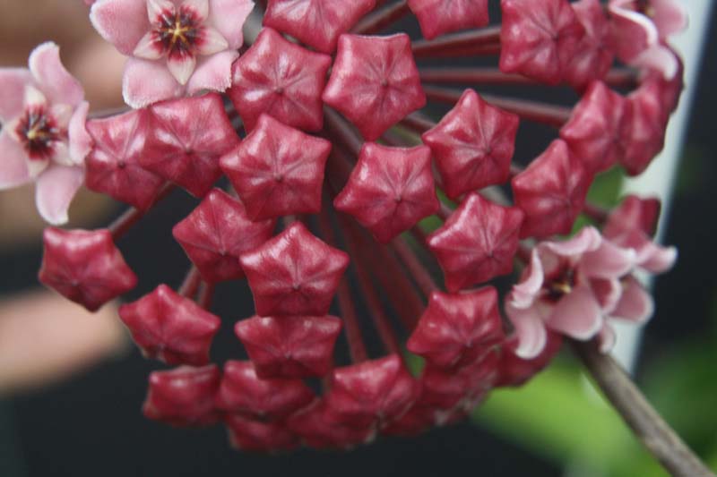 Hoya carnosa (clone with darker pink flowers) (2.5″ pot) – Gardino