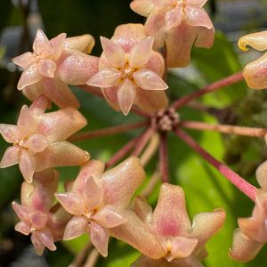 Hoya AH 'Ceereen' (4" pot)