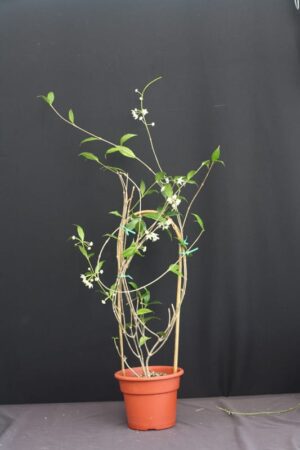 Hoya odorata (3" pot) (dollar add-on) (ONE add-on PER PERSON, extras WILL be removed from order) - Image 7