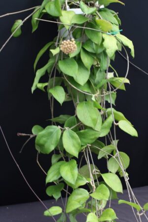 Hoya pachyphylla (FKA H. chuniana) (5" pot) - Image 14