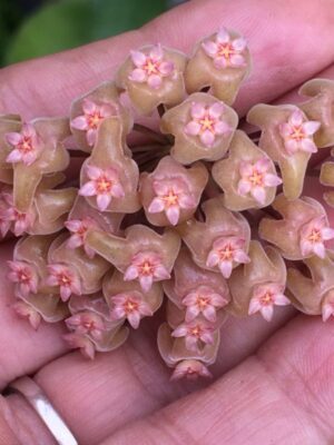 Hoya pachyphylla (FKA H. chuniana) (5" pot) - Image 5