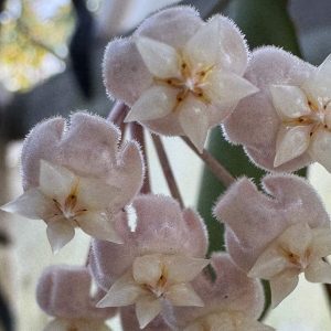 Hoya AH Elle Red Edge (3" pot)