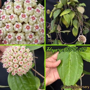 Hoya sp. EPC-209 (4" pot)