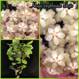 Hoya erythrina 'Bajo' (4" pot)