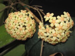 Hoya vitellina IML 0452 (4" pot) - Image 7