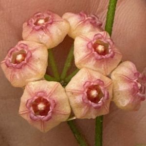 Hoya heuschkeliana (peach flowers) (3" pot)