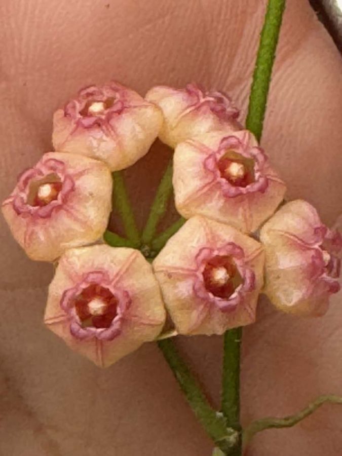 Hoya heuschkeliana (peach flowers) (3" pot)