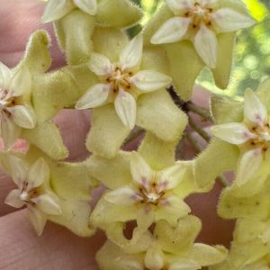 Hoya ‘Honeydew’ JS-003 (icensis x erythrina) (3" pot)