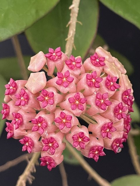 Hoya 'Idaho' MB 1432 (5″ pot) – Gardino Nursery