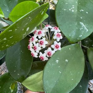 Hoya 'Joel' (SMS) (4" pot)