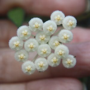 Hoya lacunosa 'Poonsak' (2" pot)