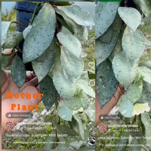 Hoya lacunosa Solongok (2" pot)