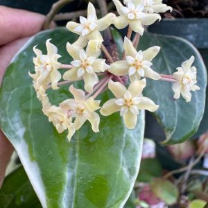 Hoya 'Little Plu' (3" pot) (check back later)