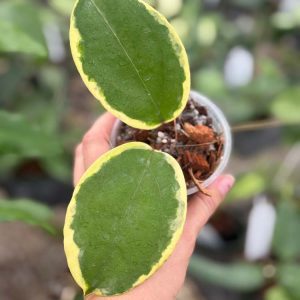 Hoya 'Lucky Lemon' GN-07 (H. hybrid EPC-1017 x unknown) (3.5" pot)