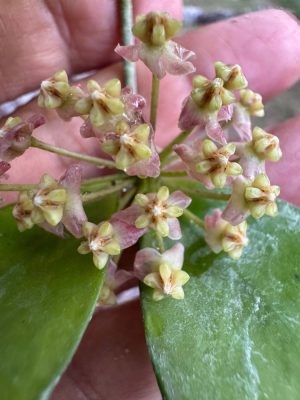Hoya myrmecopa (big leaves) (4" hanging basket)