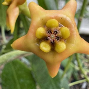 Hoya noid (Eriostemma with yellow flowers from PNG) (3" pot)