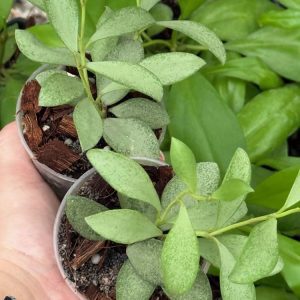 Hoya nummularioides (silver) (2" pot)