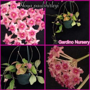 Hoya paulshirleyi (3" pot)