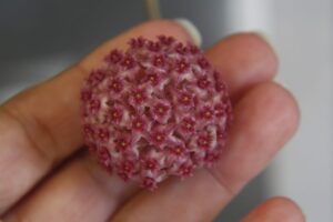 Hoya paulshirleyi (3" pot) - Image 5