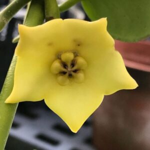 Hoya sp. PNG 'Yellow' (3" pot)
