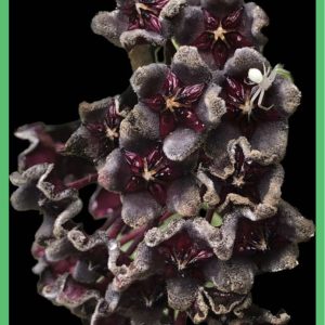 Hoya pubicalyx 'Red Button' (3.5" pot)