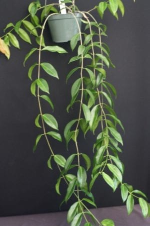 Hoya globulifera IML 1710 (former H. rubida) (4" pot) - Image 8