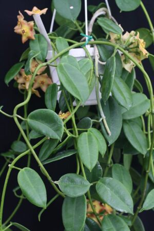 Hoya 'Ruthie' (2.5" pot) - Image 7