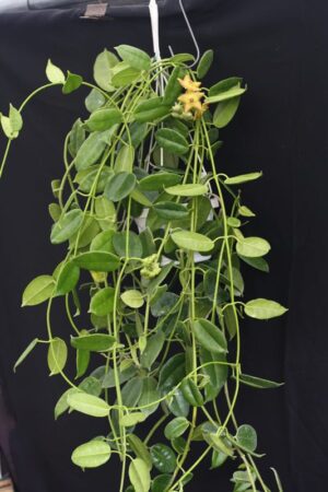 Hoya 'Ruthie' (2.5" pot) - Image 14