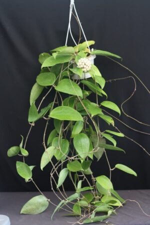 Hoya sp. 24 Nakorn Sri Thumarat (4" pot) - Image 12