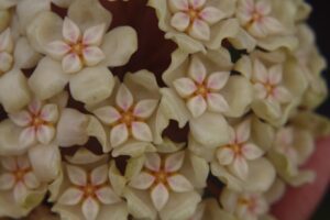 Hoya sp. 24 Nakorn Sri Thumarat (4" pot) - Image 5