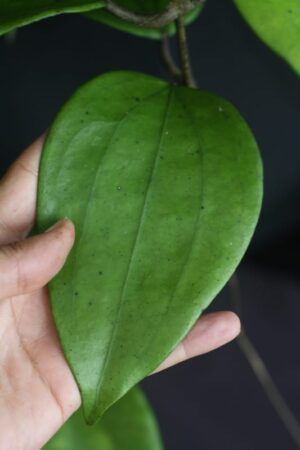Hoya sp. 24 Nakorn Sri Thumarat (4" pot) - Image 13