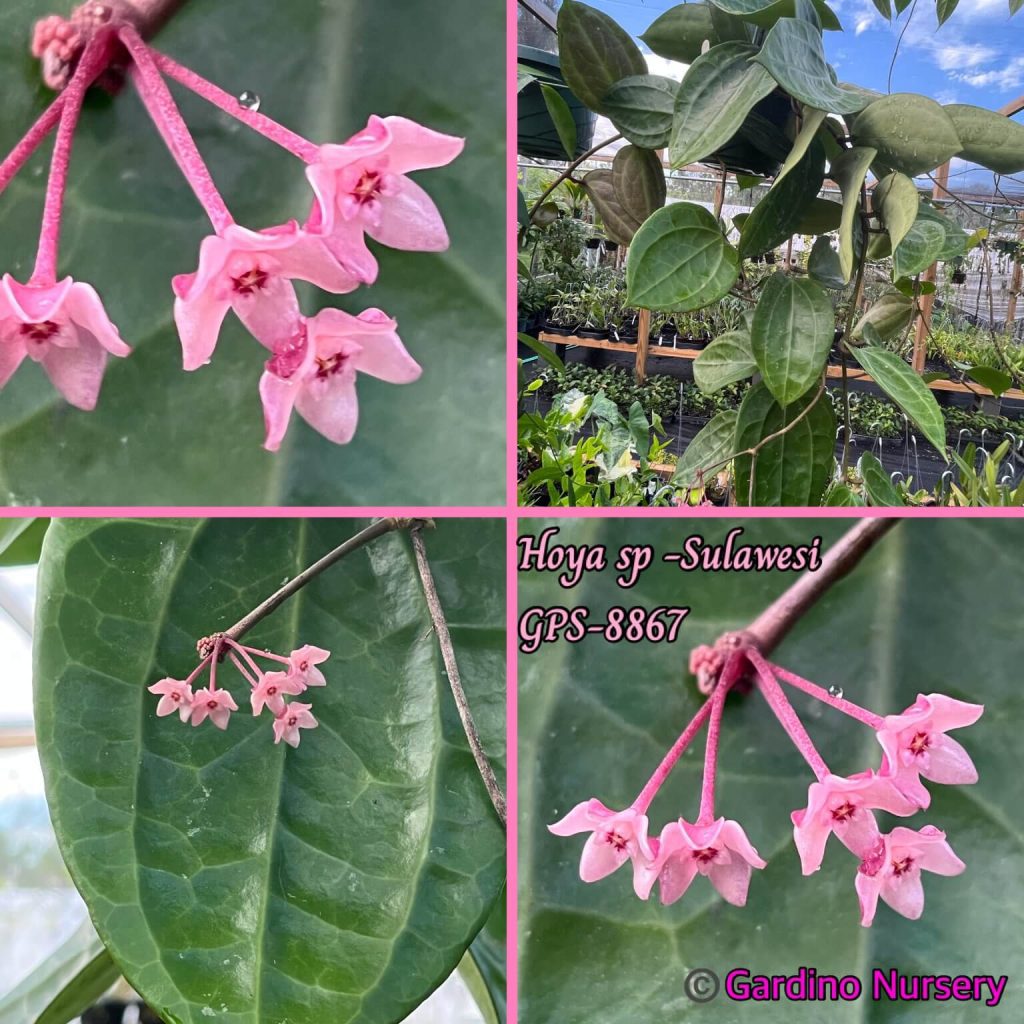 Hoya sp. (Sulawesi GPS 8867) (4″ pot) – Gardino Nursery