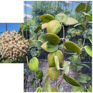 Hoya sp. Indonesia Turtle (3" pot)