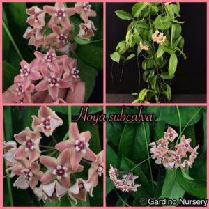Hoya subcalva (nice clone with bigger flowers) (4" pot)