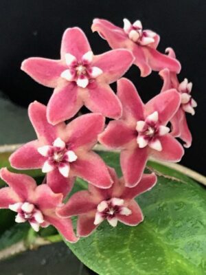 Hoya subcalva IML 0484 (4" pot)