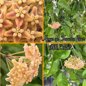 Hoya sp. 'Tenaru rv. Solomon Is.' IML 0407 (4" pot)