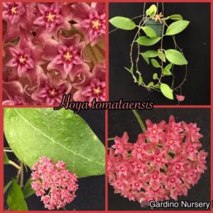 Hoya tomataensis (3" pot)