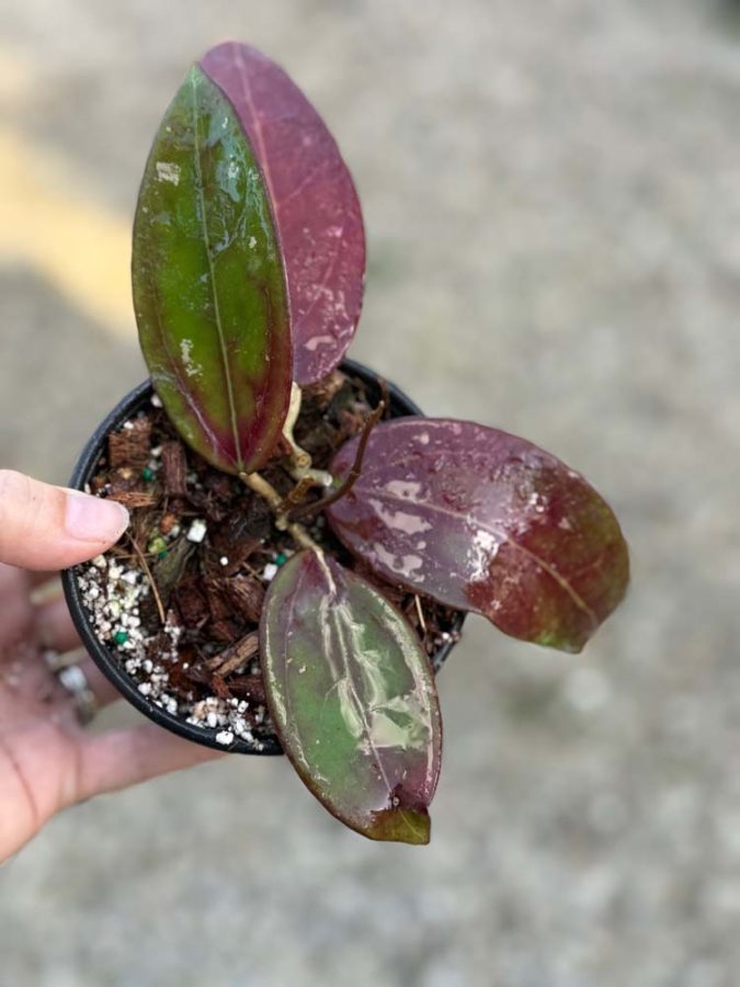 Hoya verticillata (former acuta) (red leaves) (3.5" pot) - Image 8